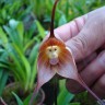 Необычная орхидея произрастает в Перу и Эквадоре похожа на мартышку впрочем так и называется Monkey Orchids