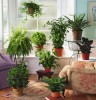 Лечебные комнатные растения