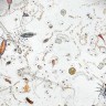 Капля морской воды под микроскопом